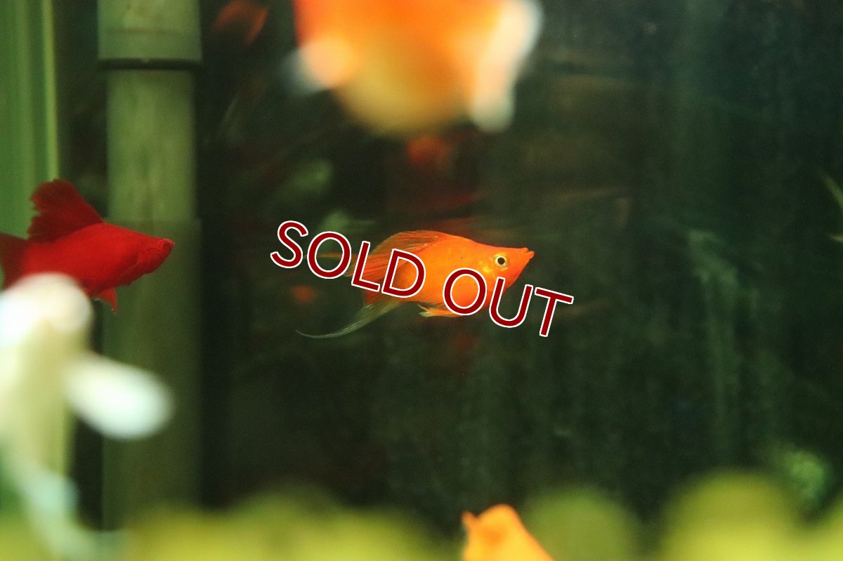 画像1: 【ウィンターセール 10％OFF対象商品】【淡水魚】【通販】高級モーリー オレンジセルフィンバルーンライヤーモーリー【1匹 サンプル画像】(プラティ)(生体)(熱帯魚)NK (1)