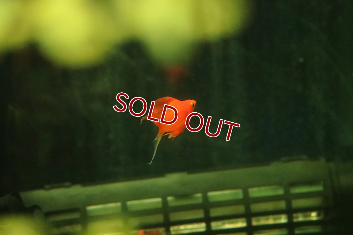 画像2: 【ウィンターセール 10％OFF対象商品】【淡水魚】【通販】高級モーリー オレンジセルフィンバルーンライヤーモーリー【1匹 サンプル画像】(プラティ)(生体)(熱帯魚)NK (2)