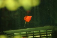 画像2: 【ウィンターセール 10％OFF対象商品】【淡水魚】【通販】高級モーリー オレンジセルフィンバルーンライヤーモーリー【1匹 サンプル画像】(プラティ)(生体)(熱帯魚)NK (2)