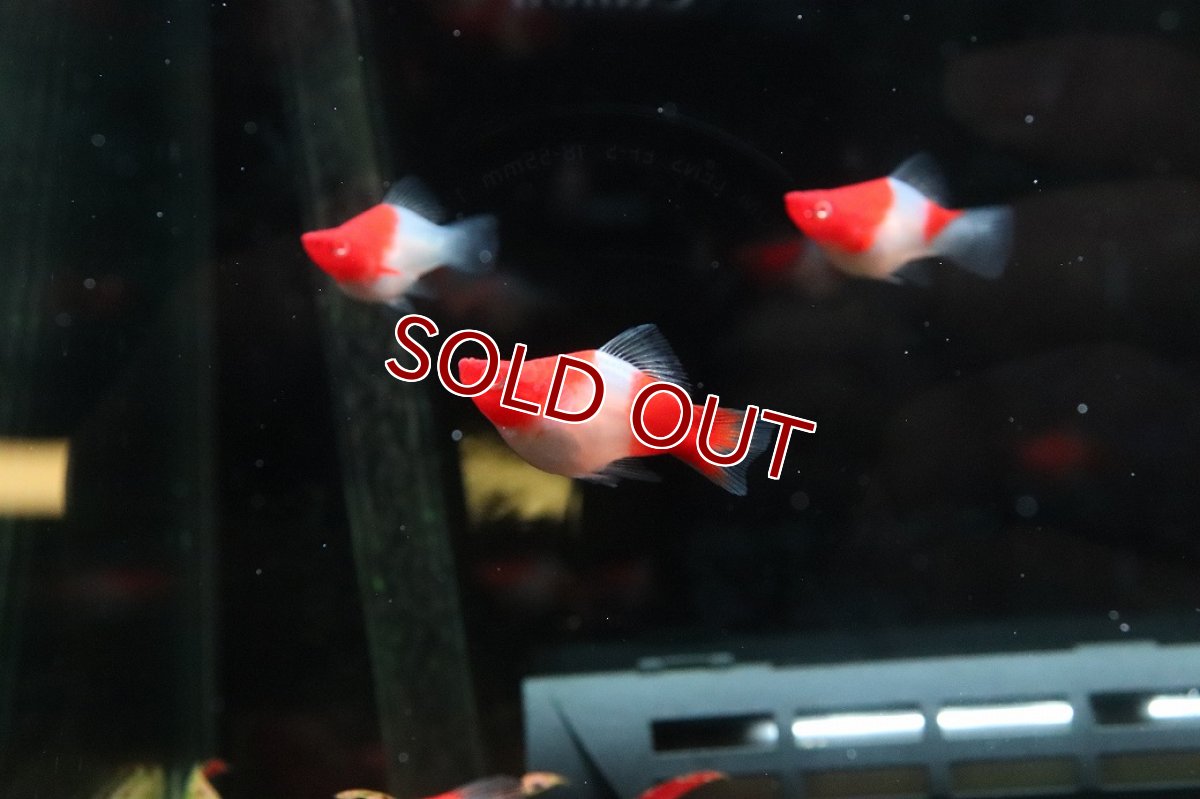 画像1: 【淡水魚】【通販】激レア 初入荷 バルーン紅白ソードテール【１匹 サンプル画像】(プラティ)(生体)(熱帯魚)NK (1)