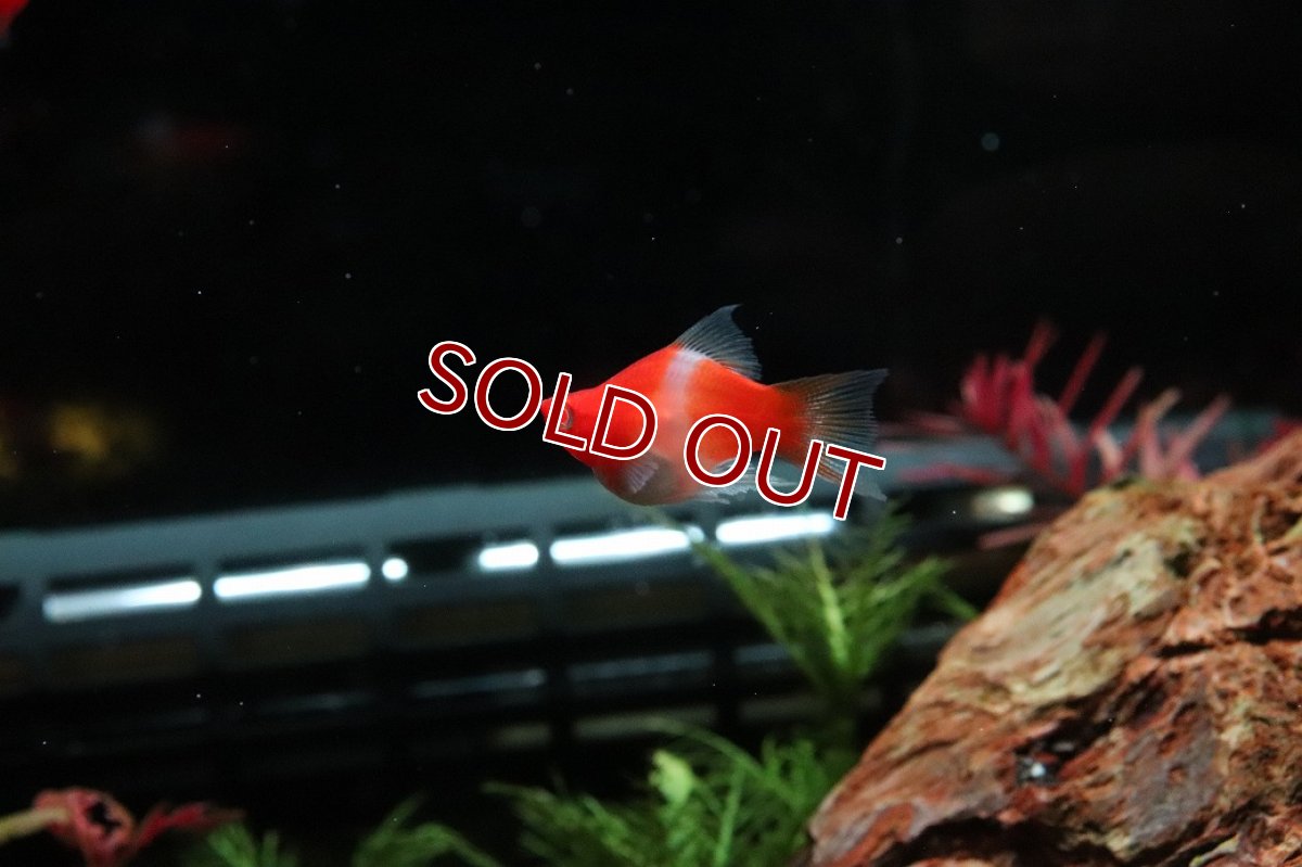 画像2: 【淡水魚】【通販】激レア 初入荷 バルーン紅白ソードテール【１匹 サンプル画像】(プラティ)(生体)(熱帯魚)NK (2)