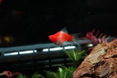 画像2: 【淡水魚】【通販】激レア 初入荷 バルーン紅白ソードテール【１匹 サンプル画像】(プラティ)(生体)(熱帯魚)NK (2)