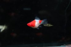 画像3: 【淡水魚】【通販】激レア 初入荷 バルーン紅白ソードテール【１匹 サンプル画像】(プラティ)(生体)(熱帯魚)NK (3)