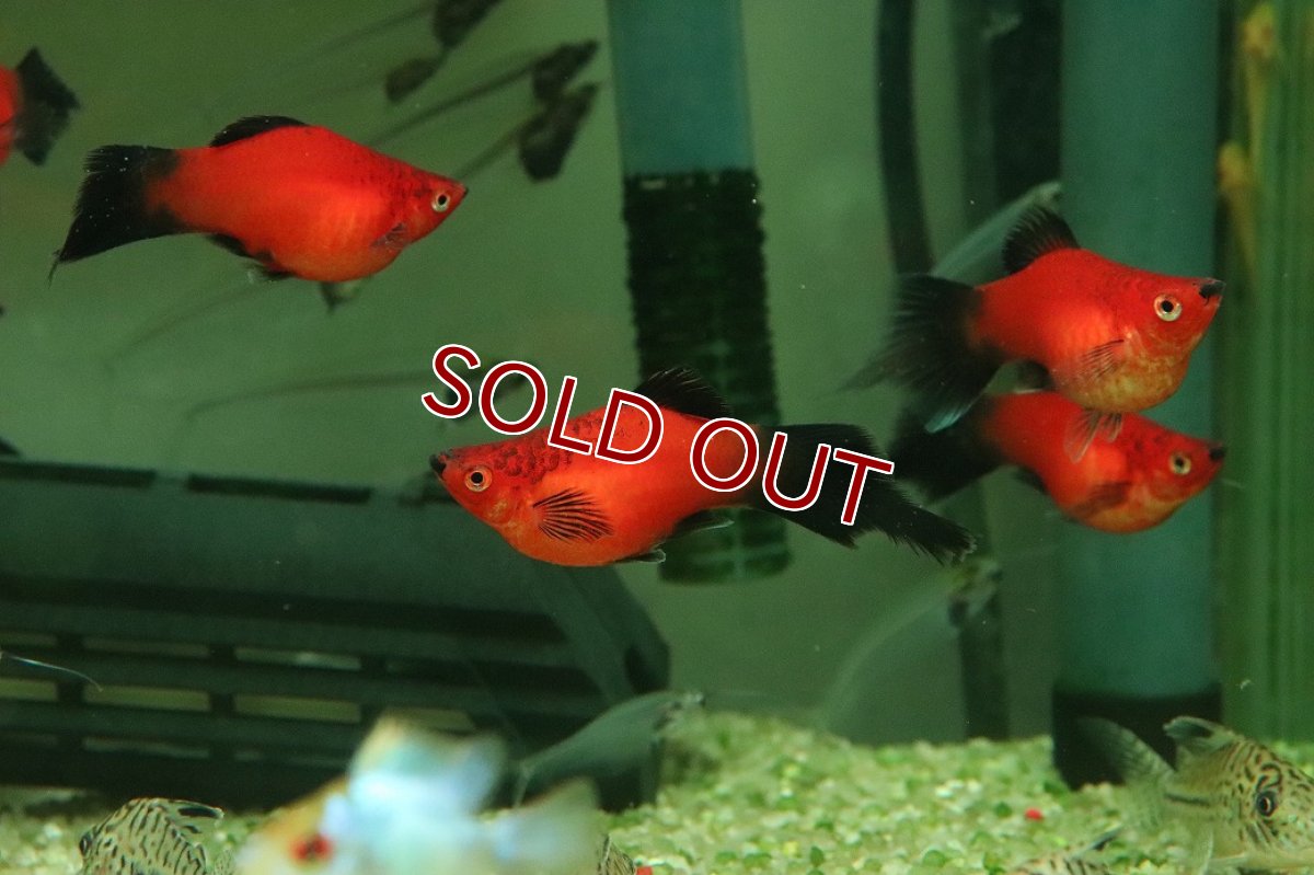 画像1: 【10%OFF対象商品30周年セール】【淡水魚】【通販】レア種 Lサイズ ピンテールバルーンレッドブラックテールプラティ【１匹 サンプル画像】(プラティ)(生体)(熱帯魚)NK (1)