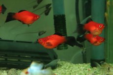 画像1: 【淡水魚】【通販】レア種 Lサイズ ピンテールバルーンレッドブラックテールプラティ【１匹 サンプル画像】(プラティ)(生体)(熱帯魚)NK (1)