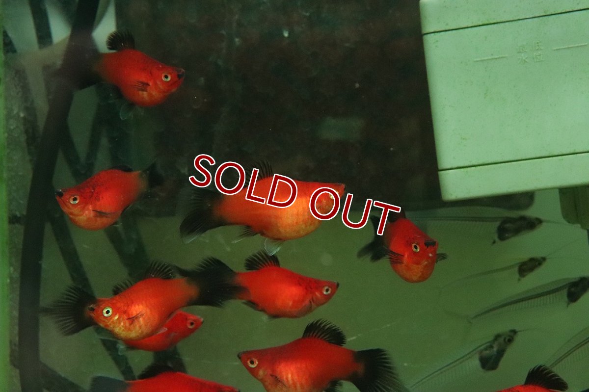 画像2: 【10%OFF対象商品30周年セール】【淡水魚】【通販】レア種 Lサイズ ピンテールバルーンレッドブラックテールプラティ【１匹 サンプル画像】(プラティ)(生体)(熱帯魚)NK (2)