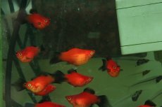 画像2: 【淡水魚】【通販】レア種 Lサイズ ピンテールバルーンレッドブラックテールプラティ【１匹 サンプル画像】(プラティ)(生体)(熱帯魚)NK (2)