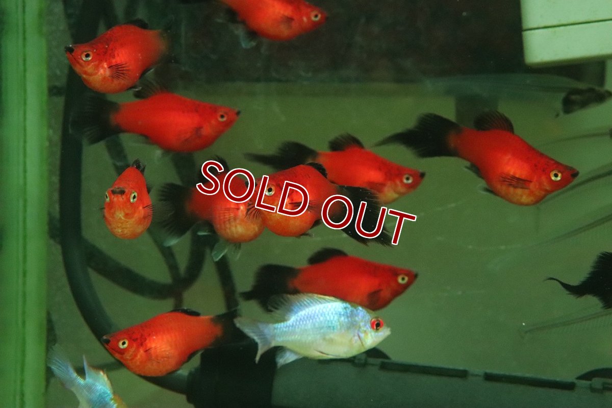 画像3: 【10%OFF対象商品30周年セール】【淡水魚】【通販】レア種 Lサイズ ピンテールバルーンレッドブラックテールプラティ【１匹 サンプル画像】(プラティ)(生体)(熱帯魚)NK (3)