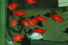 画像3: 【淡水魚】【通販】レア種 Lサイズ ピンテールバルーンレッドブラックテールプラティ【１匹 サンプル画像】(プラティ)(生体)(熱帯魚)NK (3)