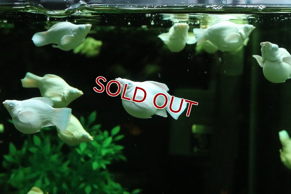 画像1: 【淡水魚】【通販】大特価 ブルーアイプラチナホワイトバルーンモーリー【１匹 サンプル画像】(プラティ・モーリー)(生体)(熱帯魚)NK (1)