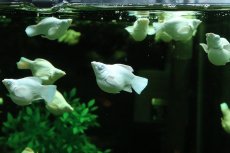 画像1: 【淡水魚】【通販】大特価 ブルーアイプラチナホワイトバルーンモーリー【１匹 サンプル画像】(プラティ・モーリー)(生体)(熱帯魚)NK (1)