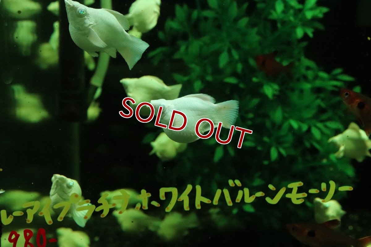 画像2: 【淡水魚】【通販】大特価 ブルーアイプラチナホワイトバルーンモーリー【１匹 サンプル画像】(プラティ・モーリー)(生体)(熱帯魚)NK (2)