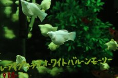 画像2: 【淡水魚】【通販】大特価 ブルーアイプラチナホワイトバルーンモーリー【１匹 サンプル画像】(プラティ・モーリー)(生体)(熱帯魚)NK (2)