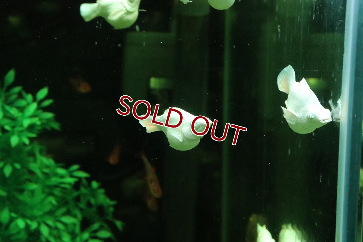 画像3: 【淡水魚】【通販】大特価 ブルーアイプラチナホワイトバルーンモーリー【１匹 サンプル画像】(プラティ・モーリー)(生体)(熱帯魚)NK (3)