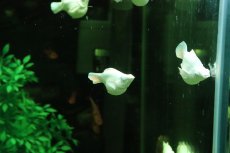 画像3: 【淡水魚】【通販】大特価 ブルーアイプラチナホワイトバルーンモーリー【１匹 サンプル画像】(プラティ・モーリー)(生体)(熱帯魚)NK (3)