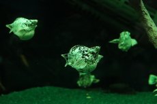 画像1: 【淡水魚】【通販】大特価 ブルーアイプラチナホワイトバルーンダルメシアンモーリー【1匹 サンプル画像】(プラティ)(生体)(熱帯魚)NK (1)