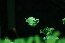 画像2: 【淡水魚】【通販】大特価 ブルーアイプラチナホワイトバルーンダルメシアンモーリー【1匹 サンプル画像】(プラティ)(生体)(熱帯魚)NK (2)