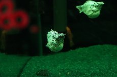 画像3: 【淡水魚】【通販】大特価 ブルーアイプラチナホワイトバルーンダルメシアンモーリー【1匹 サンプル画像】(プラティ)(生体)(熱帯魚)NK (3)