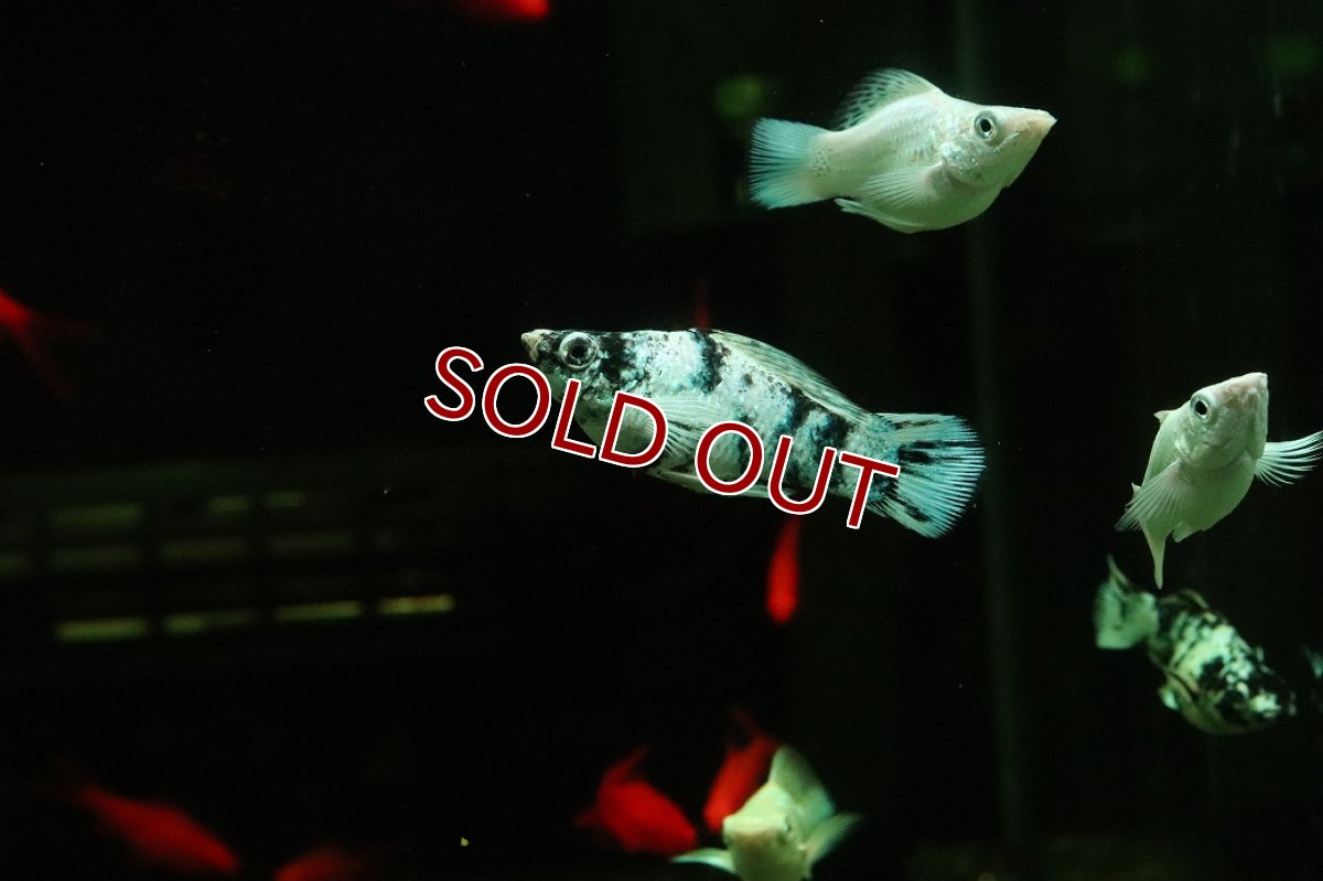 画像1: 【10%OFF対象商品30周年セール】【淡水魚】【通販】ホワイトゼブラバルーンモーリー【1匹 サンプル画像】(プラティ)(生体)(熱帯魚)NK (1)