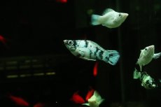 画像1: 【淡水魚】【通販】ホワイトゼブラバルーンモーリー【1匹 サンプル画像】(プラティ)(生体)(熱帯魚)NK (1)