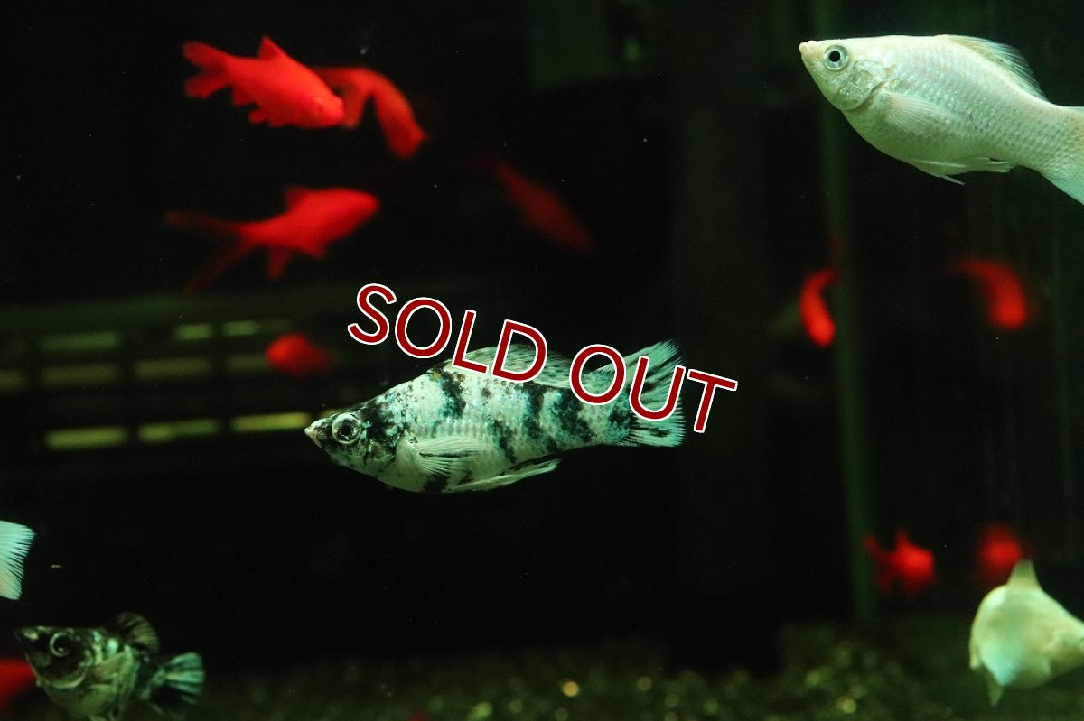 画像2: 【10%OFF対象商品30周年セール】【淡水魚】【通販】ホワイトゼブラバルーンモーリー【1匹 サンプル画像】(プラティ)(生体)(熱帯魚)NK (2)