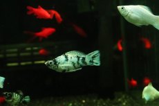 画像2: 【淡水魚】【通販】ホワイトゼブラバルーンモーリー【1匹 サンプル画像】(プラティ)(生体)(熱帯魚)NK (2)