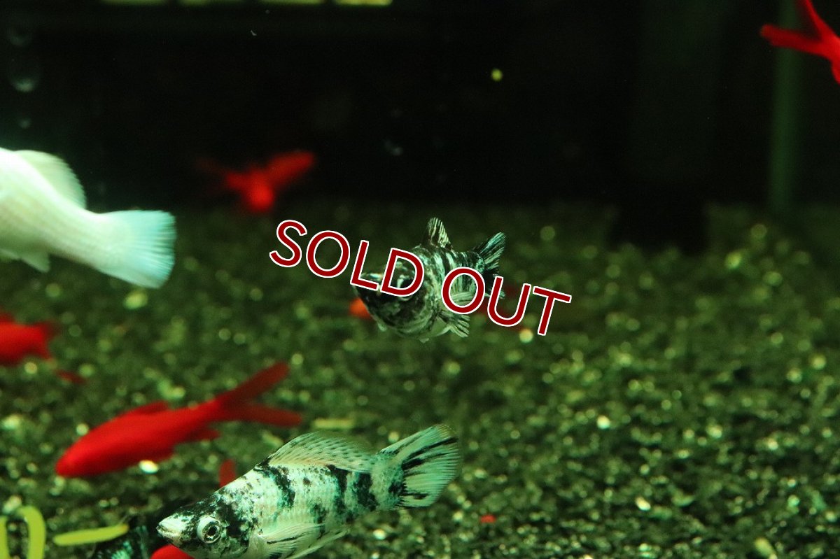 画像3: 【10%OFF対象商品30周年セール】【淡水魚】【通販】ホワイトゼブラバルーンモーリー【1匹 サンプル画像】(プラティ)(生体)(熱帯魚)NK (3)