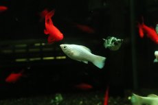 画像1: 【淡水魚】【通販】プラチナホワイトバルーンモーリー【1匹 サンプル画像】(プラティ)(生体)(熱帯魚)NK (1)