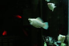 画像2: 【淡水魚】【通販】プラチナホワイトバルーンモーリー【1匹 サンプル画像】(プラティ)(生体)(熱帯魚)NK (2)