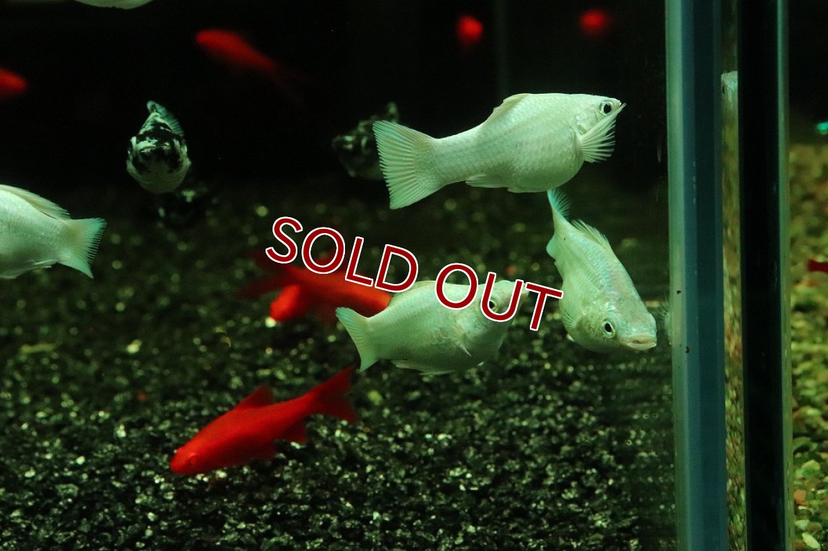 画像3: 【10%OFF対象商品30周年セール】【淡水魚】【通販】プラチナホワイトバルーンモーリー【1匹 サンプル画像】(プラティ)(生体)(熱帯魚)NK (3)