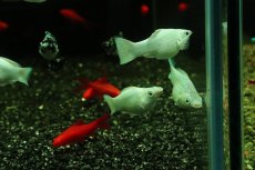 画像3: 【淡水魚】【通販】プラチナホワイトバルーンモーリー【1匹 サンプル画像】(プラティ)(生体)(熱帯魚)NK (3)