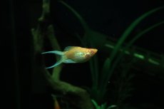 画像1: 【淡水魚】【通販】アルビノゴールデンバルーンライヤーモーリー【1匹 サンプル画像】(プラティ)(生体)(熱帯魚)NK (1)
