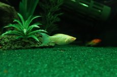 画像2: 【淡水魚】【通販】アルビノゴールデンバルーンライヤーモーリー【1匹 サンプル画像】(プラティ)(生体)(熱帯魚)NK (2)