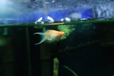 画像3: 【淡水魚】【通販】アルビノゴールデンバルーンライヤーモーリー【1匹 サンプル画像】(プラティ)(生体)(熱帯魚)NK (3)