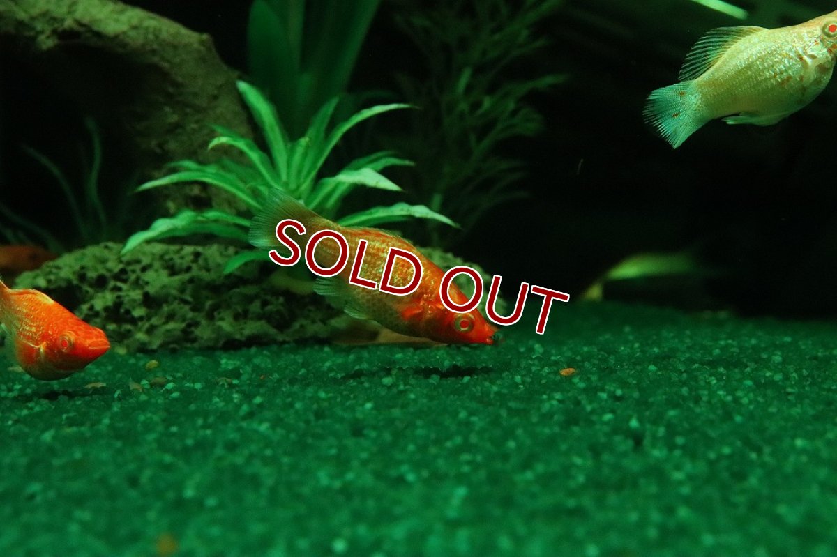画像1: 【10%OFF対象商品30周年セール】【淡水魚】【通販】アルビノゴールデンバルーンモーリー【1匹 サンプル画像】(プラティ)(生体)(熱帯魚)NK (1)