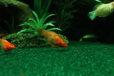 画像1: 【10%OFF対象商品30周年セール】【淡水魚】【通販】アルビノゴールデンバルーンモーリー【1匹 サンプル画像】(プラティ)(生体)(熱帯魚)NK (1)