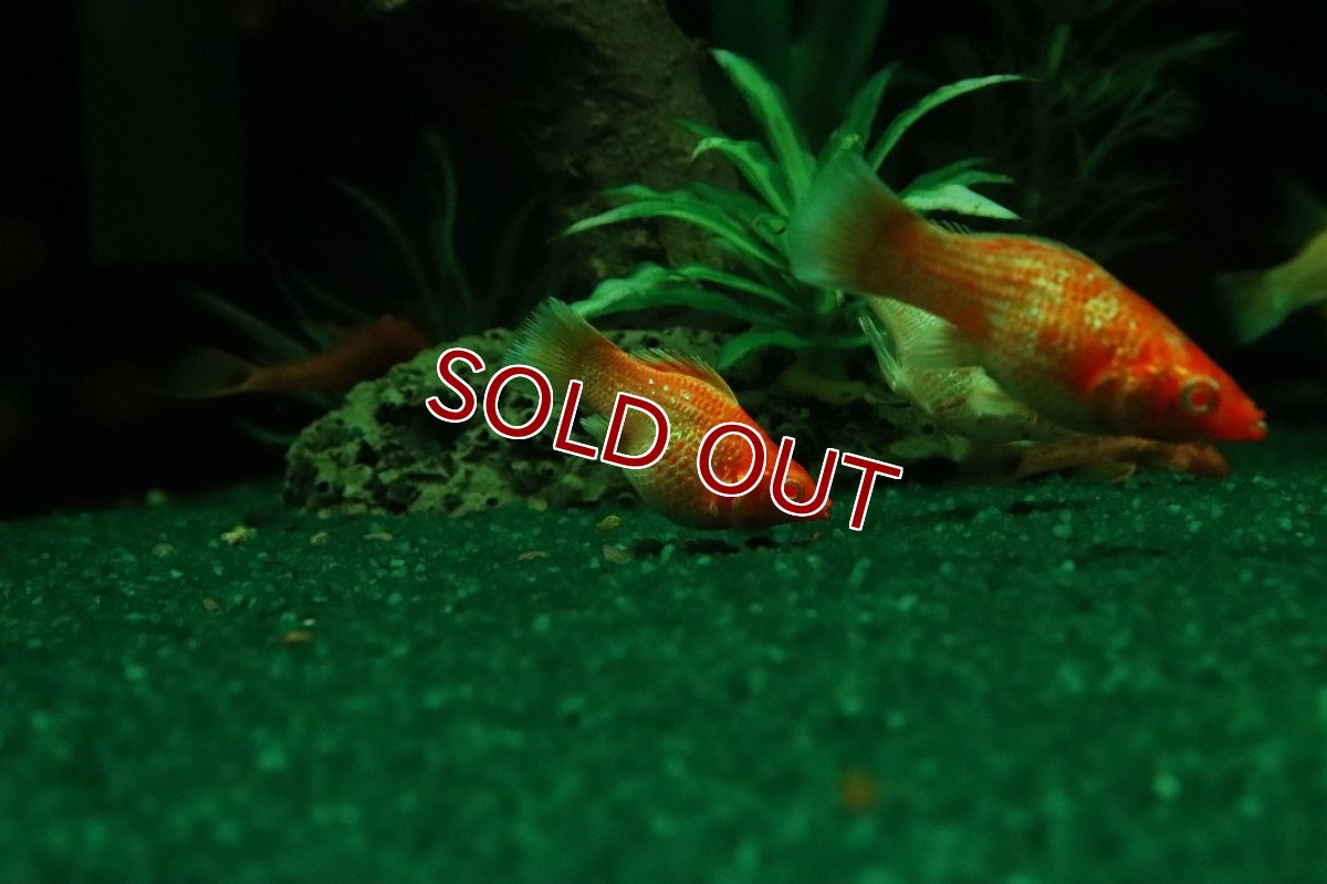 画像2: 【10%OFF対象商品30周年セール】【淡水魚】【通販】アルビノゴールデンバルーンモーリー【1匹 サンプル画像】(プラティ)(生体)(熱帯魚)NK (2)