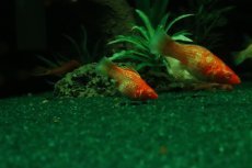 画像2: 【10%OFF対象商品30周年セール】【淡水魚】【通販】アルビノゴールデンバルーンモーリー【1匹 サンプル画像】(プラティ)(生体)(熱帯魚)NK (2)