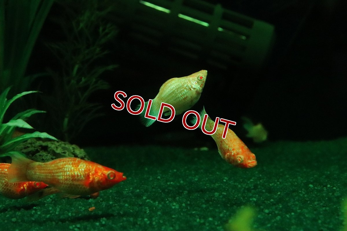 画像3: 【10%OFF対象商品30周年セール】【淡水魚】【通販】アルビノゴールデンバルーンモーリー【1匹 サンプル画像】(プラティ)(生体)(熱帯魚)NK (3)