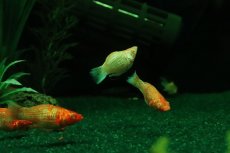 画像3: 【10%OFF対象商品30周年セール】【淡水魚】【通販】アルビノゴールデンバルーンモーリー【1匹 サンプル画像】(プラティ)(生体)(熱帯魚)NK (3)