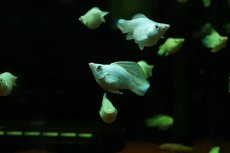 画像1: 【淡水魚】【通販】プラチナホワイトバルーンモーリー【1匹 サンプル画像】(プラティ)(生体)(熱帯魚)NK (1)