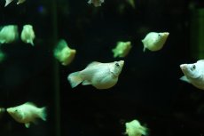 画像2: 【淡水魚】【通販】プラチナホワイトバルーンモーリー【1匹 サンプル画像】(プラティ)(生体)(熱帯魚)NK (2)