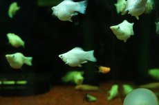 画像3: 【淡水魚】【通販】プラチナホワイトバルーンモーリー【1匹 サンプル画像】(プラティ)(生体)(熱帯魚)NK (3)