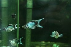 画像1: 【淡水魚】【通販】ブルーエレクトリックバルーンライヤーモーリー【１匹 サンプル画像】(プラティ)(生体)(熱帯魚)NK (1)