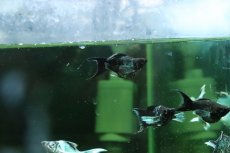 画像2: 【淡水魚】【通販】ブルーエレクトリックバルーンライヤーモーリー【１匹 サンプル画像】(プラティ)(生体)(熱帯魚)NK (2)