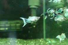 画像3: 【淡水魚】【通販】ブルーエレクトリックバルーンライヤーモーリー【１匹 サンプル画像】(プラティ)(生体)(熱帯魚)NK (3)