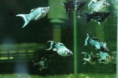 画像4: 【淡水魚】【通販】ブルーエレクトリックバルーンライヤーモーリー【１匹 サンプル画像】(プラティ)(生体)(熱帯魚)NK (4)