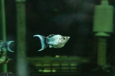 画像5: 【淡水魚】【通販】ブルーエレクトリックバルーンライヤーモーリー【１匹 サンプル画像】(プラティ)(生体)(熱帯魚)NK (5)