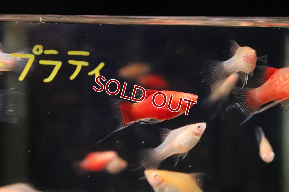 画像1: 【淡水魚】【通販】レア種 アルビノライヤープラティ【１匹 サンプル画像】(プラティ)(生体)(熱帯魚)NK (1)