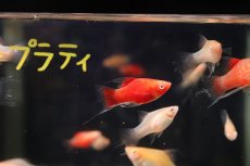 画像1: 【淡水魚】【通販】レア種 アルビノライヤープラティ【１匹 サンプル画像】(プラティ)(生体)(熱帯魚)NK (1)